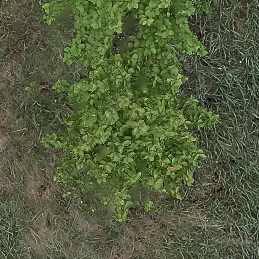 Betula alleghaniensis