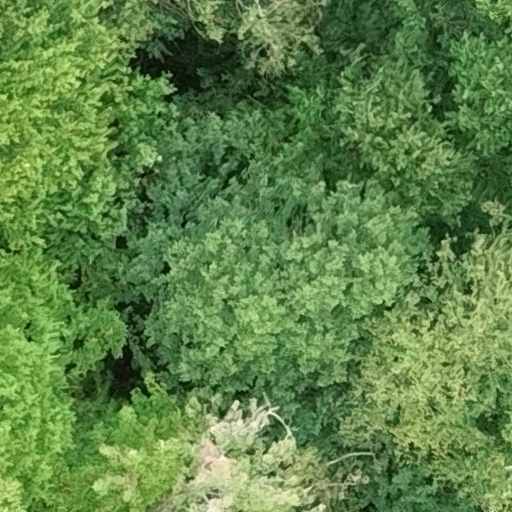 Betula alleghaniensis